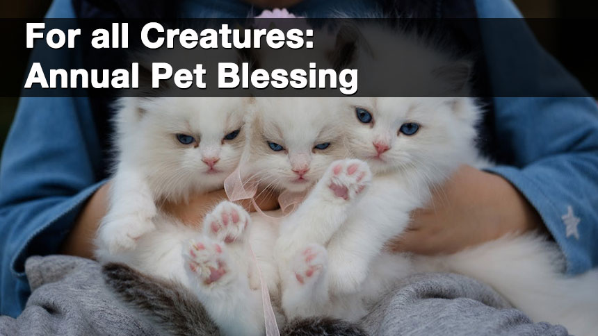 A group of kittens being held in a person's lap, with the text For all Creatures: Annual Pet blessing over them