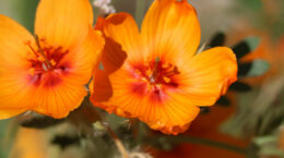 A picture of orange flowers up close.