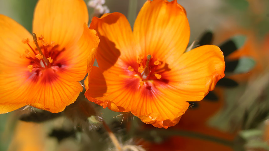 A picture of orange flowers up close.