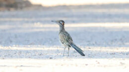 A greater roadrunner bird near UUCP