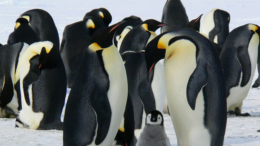 A group of penguins huddled together for warmth.