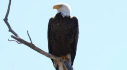 A bald Eagle sitting on a branch of a cottonwood tree with a blue background